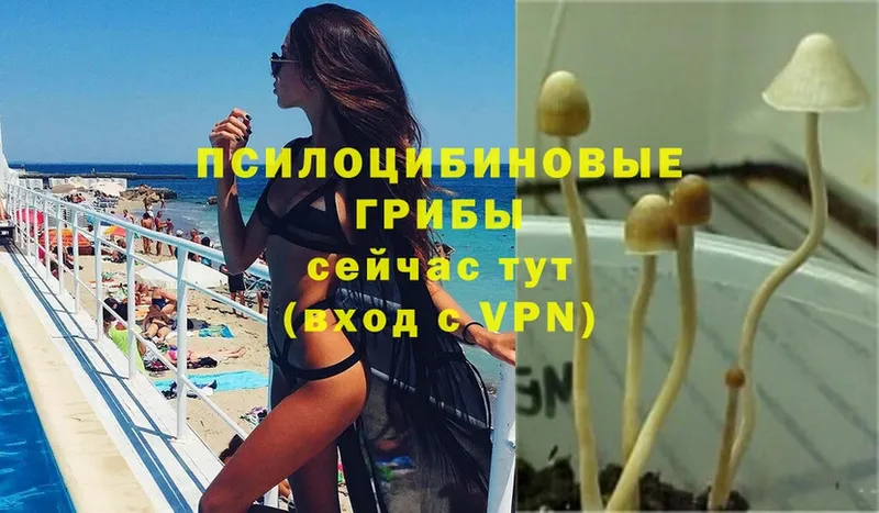 Галлюциногенные грибы Psilocybine cubensis  Бавлы 